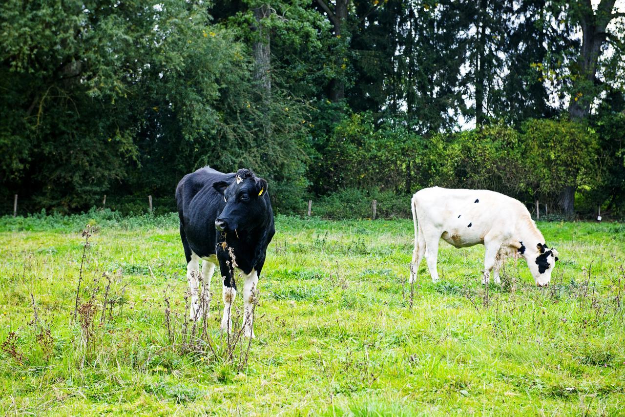 In Den Roden Leeuw Van Limburg Wittem Exterior photo